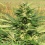 Bubblegum Cannabis Seeds Feminized