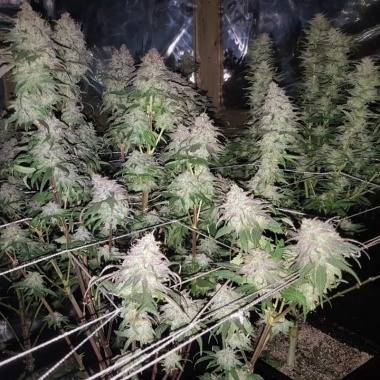 Fruity Pebbles Cannabis Seeds Feminized