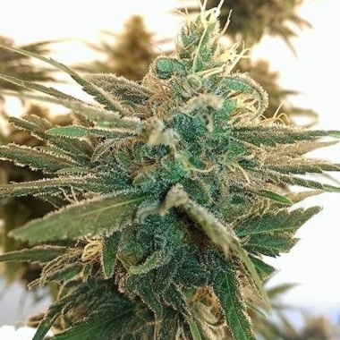 Lemon Kush Cannabis Seeds Feminized