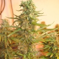 M 39  Cannabis Seeds Feminized