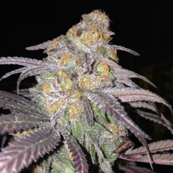 M 39 Granddaddy Cannabis Seeds Feminized