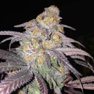 M 39 Granddaddy Cannabis Seeds Feminized