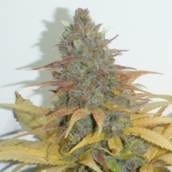 Northern Lights Fast Version Cannabis Seeds Feminized