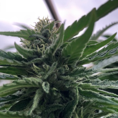 Strawberry Cannabis Seeds Feminized