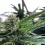 Strawberry Cannabis Seeds Feminized