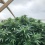 Strawberry Cannabis Seeds Feminized