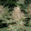 Strawberry Cannabis Seeds Feminized