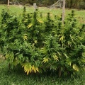 Super Skunk Cannabis Seeds Feminized