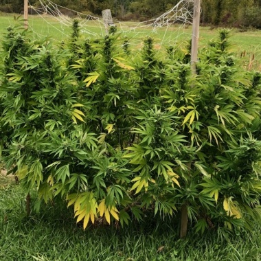 Super Skunk Cannabis Seeds Feminized