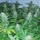 Super Skunk Cannabis Seeds Feminized