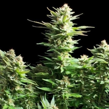 Amnesia Haze Cannabis Seeds Feminized