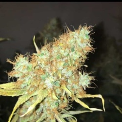 Big Jack Cannabis Seeds Feminized