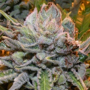 Black Gold Cannabis Seeds Feminized