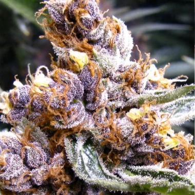 Blueberry Fast Version Cannabis Seeds Feminized