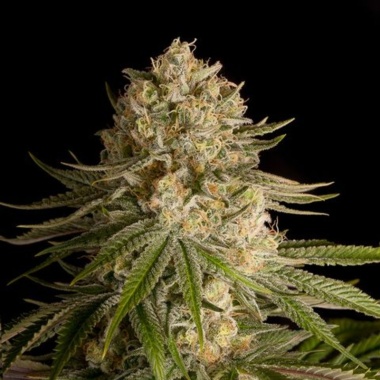 Critical Kush Cannabis Seeds Feminized