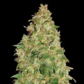 Durban Poison Cannabis Seeds Feminized