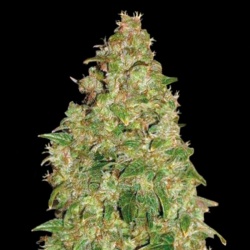 Durban Poison Cannabis Seeds Feminized
