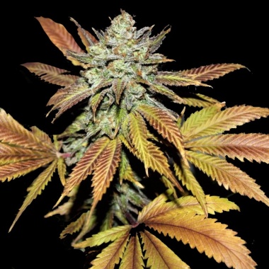 Fruity Pebbles 2.0 Cannabis Seeds Feminized