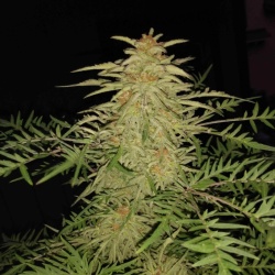 Incognito Cannabis Seeds (REGULAR)