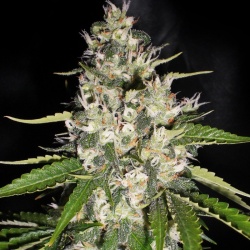 Jack Herer Autoflower Feminized Cannabis Seeds