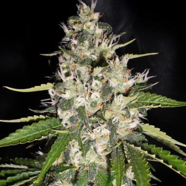 Jack Herer Autoflower Feminized Cannabis Seeds