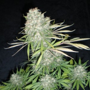 NYC Diesel Cannabis Seeds Feminized