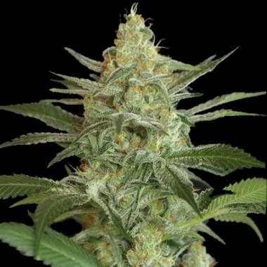OG Kush Cannabis Seeds Feminized