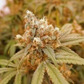 Pink Berry Cannabis Seeds Feminized