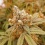 Pink Berry Cannabis Seeds Feminized