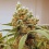 Pink Berry Cannabis Seeds Feminized