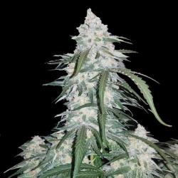 Quebec Gold Express Cannabis Seeds Feminized