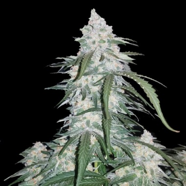 Quebec Gold Express Cannabis Seeds Feminized