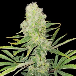 Northern Lights Cannabis Seeds Feminized