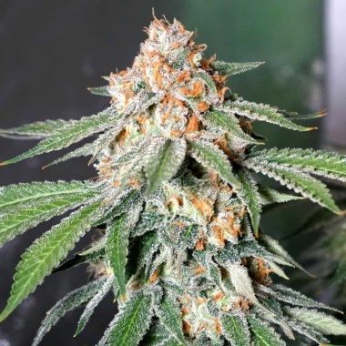 Banana Kush Autoflower Cannabis Seeds Feminized