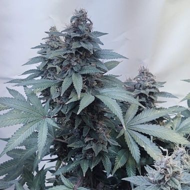 Biscotti Skunk Cannabis Seeds Feminized