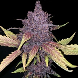 Blackberry Autoflower Cannabis Seeds Feminized