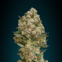 Critical Autoflower Cannabis Seeds Feminized