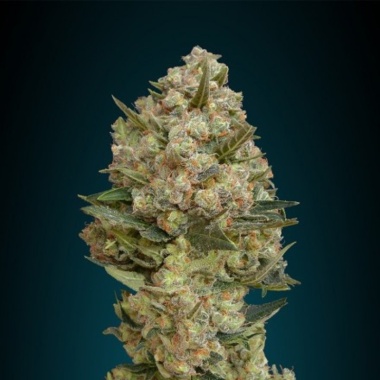 Critical Autoflower Cannabis Seeds Feminized