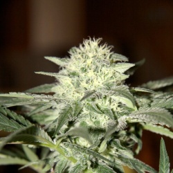 Dwarf Low Flyer Autoflower Cannabis Seeds Feminized