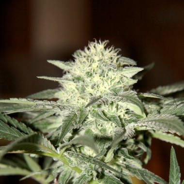 Dwarf Low Flyer Autoflower Cannabis Seeds Feminized