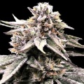 Fruity OG Kush Cannabis Seeds Feminized