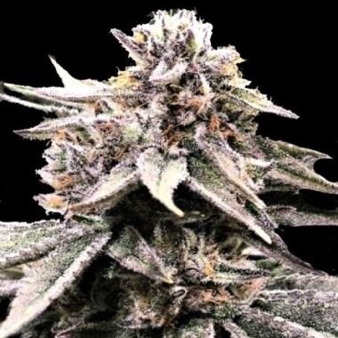 Fruity OG Kush Cannabis Seeds Feminized