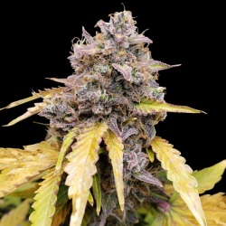Gelato Autoflower Cannabis Seeds Feminized