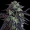 Girl Scout Cookies Cannabis Seeds Feminized
