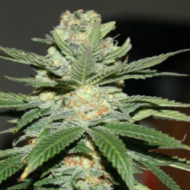 Jack Herer Fast Version Cannabis Seeds Feminized