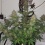 Mazar Autoflower Feminized Cannabis Seeds