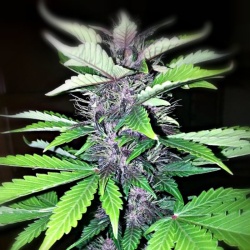 Purple Kush Autoflower Cannabis Seeds Feminized