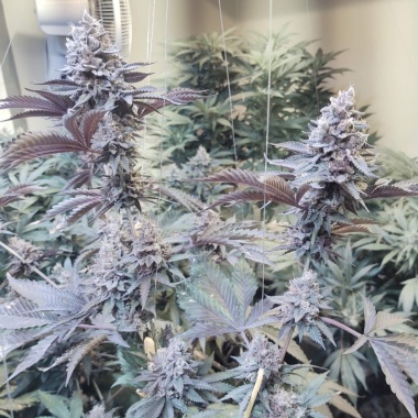 Roji OGS Cannabis Seeds Feminized