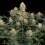 Skunk No.1 Autoflower Feminized Cannabis Seeds