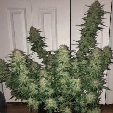 Wedding Cake Autoflower Feminized Cannabis Seeds
